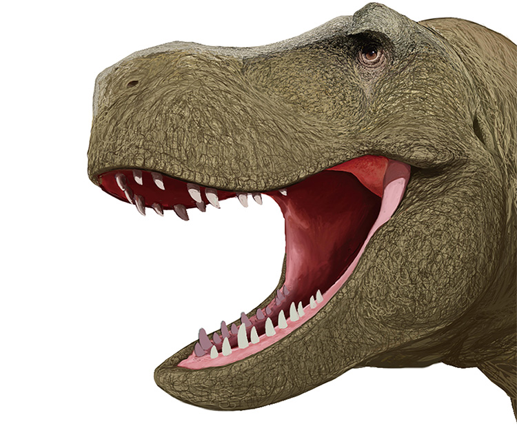 ティラノサウルス・レックスの頭部