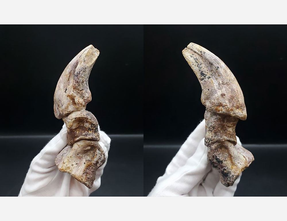 ティラノサウルス類の爪の化石