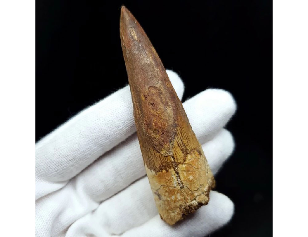スピノサウルス　歯の化石