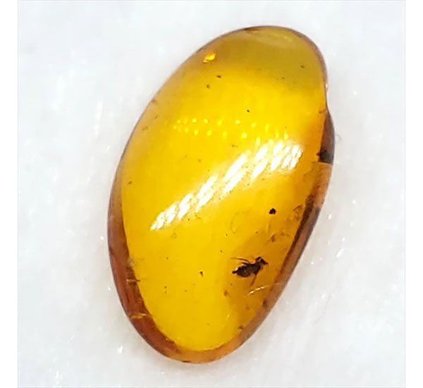 虫入り琥珀