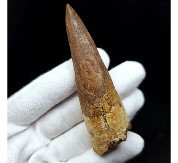 スピノサウルス　歯の化石