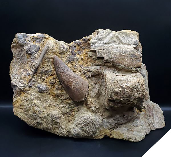 ティラノサウルスの歯の化石（母岩）
